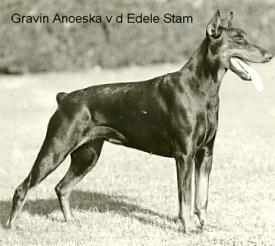 Gravin Anoeshka v.d. Edele Stam | Black Doberman Pinscher