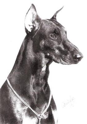 Iron of Bamby's Pride | Black Doberman Pinscher