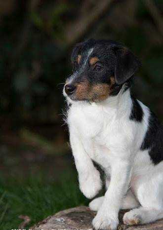 Rauni di Villa Antica | Jack Russell Terrier 