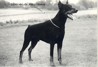 Bjorn v.d. Astra-Hoeve (NHSB 1004552) | Black Doberman Pinscher