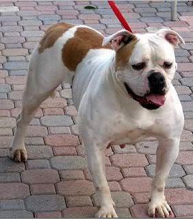 Homestead's Red Fire | Olde English Bulldogge 