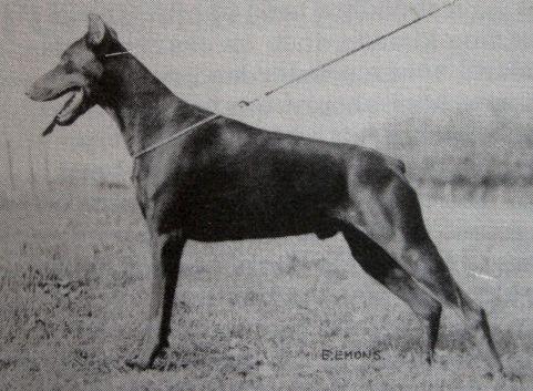 Questor Cochise v.d. Dobermann-Borgh | Brown Doberman Pinscher