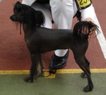 Kranar Rose in Black | Chinese Crested 