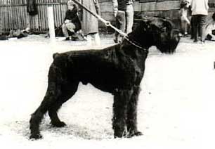 Dior Korfi | Giant Schnauzer 