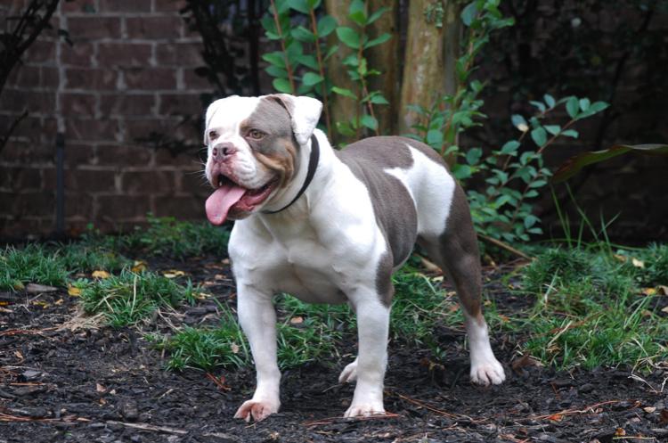 Olde South's Murphy | Olde English Bulldogge 