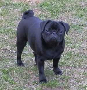 Leila Black My Little Giant | Pug 