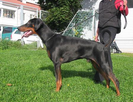 Mamres Qvack Nicholson | Black Doberman Pinscher