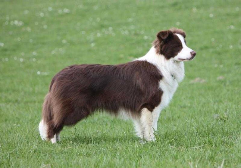 A Red Revenge v. Benvenida's Joy | Border Collie 