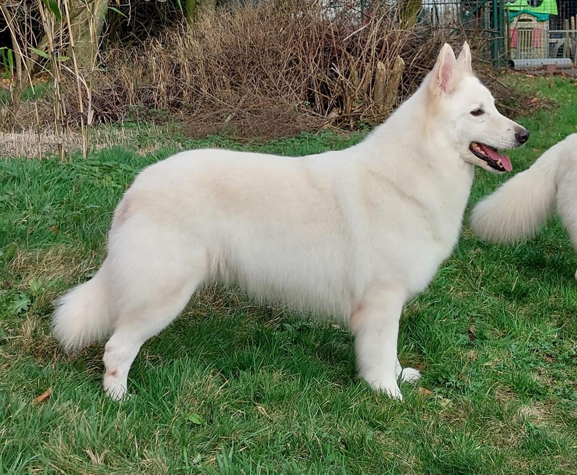 Nidjiana of the Dutch Highlands | White Swiss Shepherd Dog 