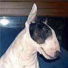 Anterrabae memorial Coconut | Miniature Bull Terrier 