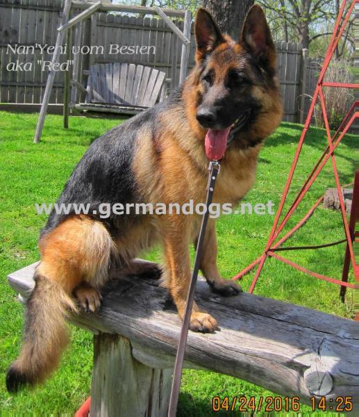 Nan'Yehi Vom Besten | German Shepherd Dog 