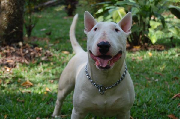 Decko D'La Machine | Bull Terrier 