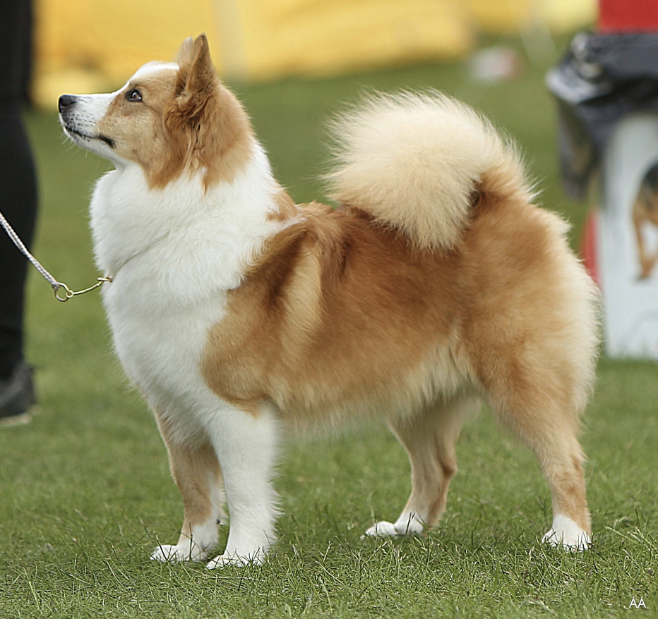 Laufeyjar Sunna | Icelandic Sheepdog 