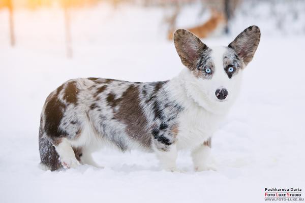 Cymraeg Ci Jitterbug | Cardigan Welsh Corgi 