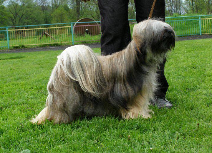 LÖVSKARS LASYA | Tibetan Terrier 