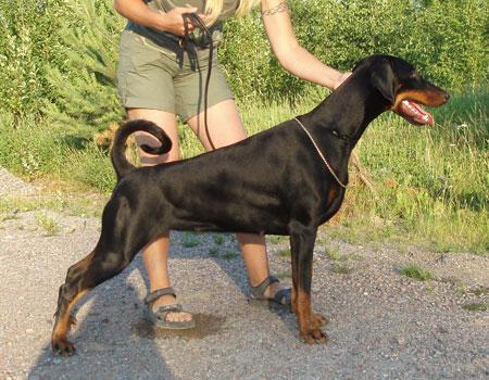 Mamres Qeena Davis | Black Doberman Pinscher