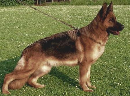 Caribik von Oasis | German Shepherd Dog 