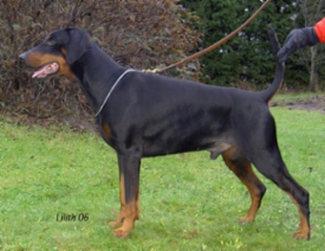 Walldobes Royan Rieger | Black Doberman Pinscher