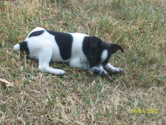 Green Acres' Rip Roar 'N' Ryley | Rat Terrier  Green Acres' Rip Roar 'N' Ryley | Rat Terrier