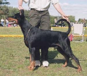 BryanStam's Rigel-Rebell | Black Doberman Pinscher