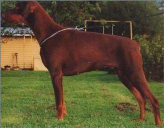 Walldobes Exclusive Eleya | Brown Doberman Pinscher