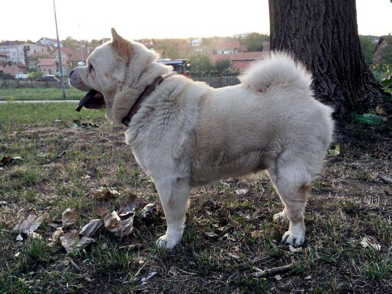 Tai od Šehera | Chow Chow 