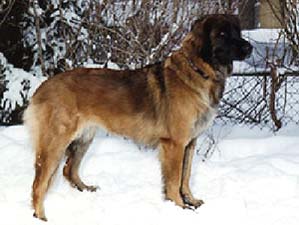 Mein Schutzengel Chablis-Chazz | Leonberger 