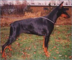Odina v. Roveline | Black Doberman Pinscher