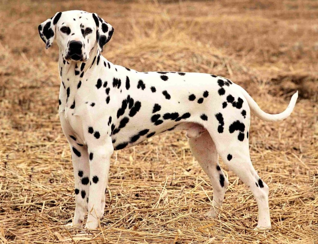 Dalmatian