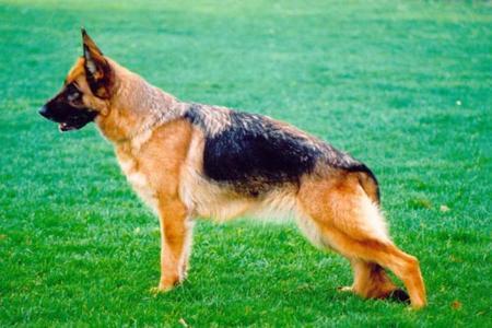 Caty vom Finkenschlag | German Shepherd Dog 