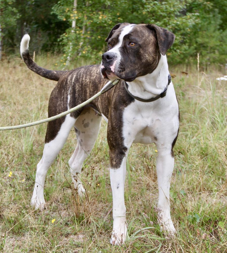 DogHill's Jedi Knight | American Bulldog 