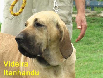 videira da serra de itanhandu | Fila Brasileiro 