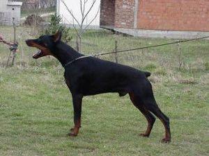 Vivaldi Betelges | Black Doberman Pinscher