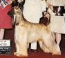 Lipizzan's Big Red Machine | Afghan Hound 