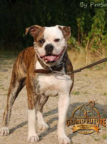 Grand Future Zhak | American Bulldog 