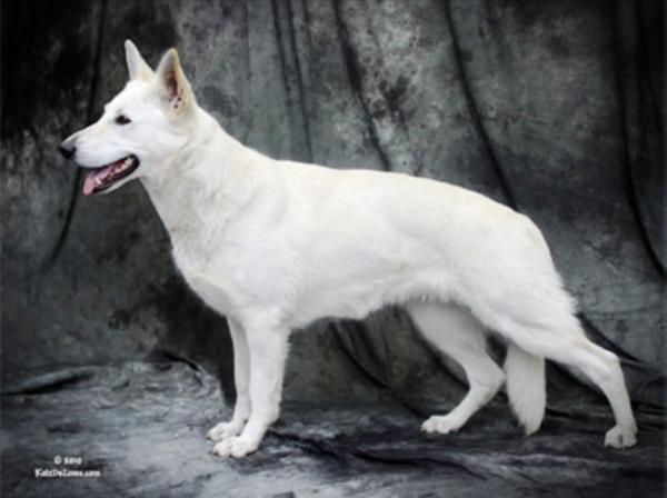 Regalwise D Annika V Parsons | White Swiss Shepherd Dog 