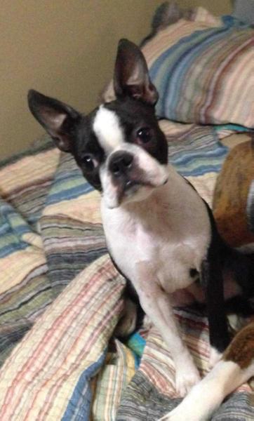 PeJa's Backwoods Barbee | Boston Terrier 