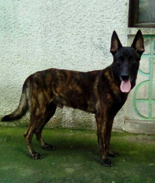 HESEO MIG VON ALBERN HAUS | Dutch Shepherd 