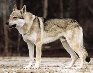 Amur z Dáblova kanonu | Czechoslovakian Wolfdog 