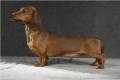 DUCHWOOD'S SAILAWAY SAILAWAY | Dachshund 