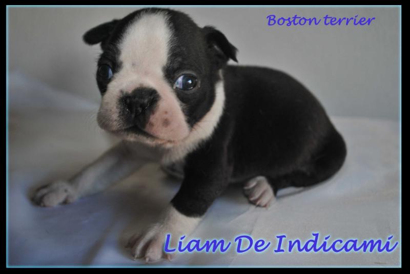 Liam De Indicami | Boston Terrier 