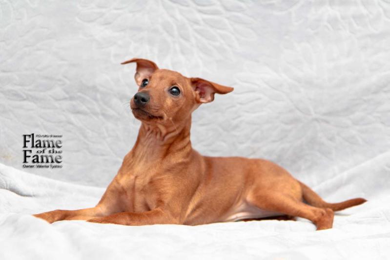 Flame Of The Fame Her Brilliance Lady Annabelle | Miniature Pinscher 