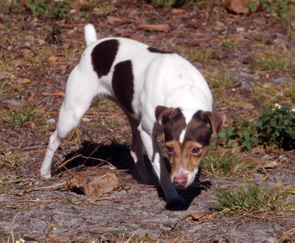 SHJ Kierra Elizabeth | Jack Russell Terrier 