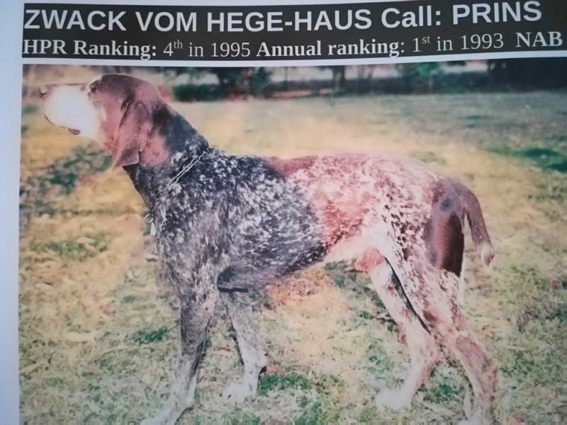 ZWACK VOM HEGE-HAUS | German Shorthaired Pointer 