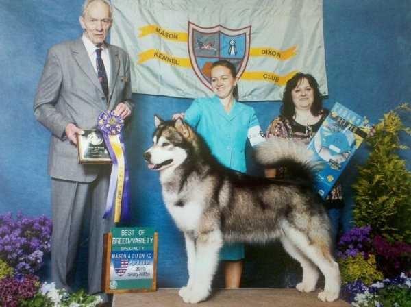 Ice Crystal's Top Gun | Alaskan Malamute 