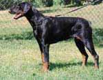 Dobfancier's Nizzi | Black Doberman Pinscher