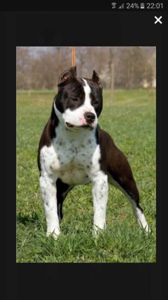 Jack The Ripper Nike's Ringfighter | American Staffordshire Terrier 