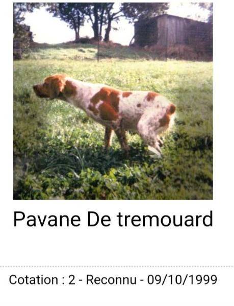 PAVANE de Tremouard | Brittany 