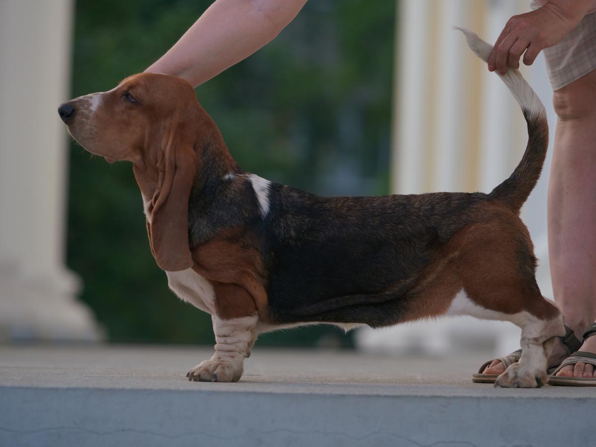 RUSSIAN PRIDE VITA MIA | Basset Hound 