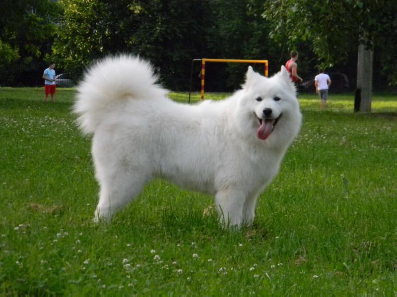 Lovestory iz legendu yuga rosii | Samoyed 